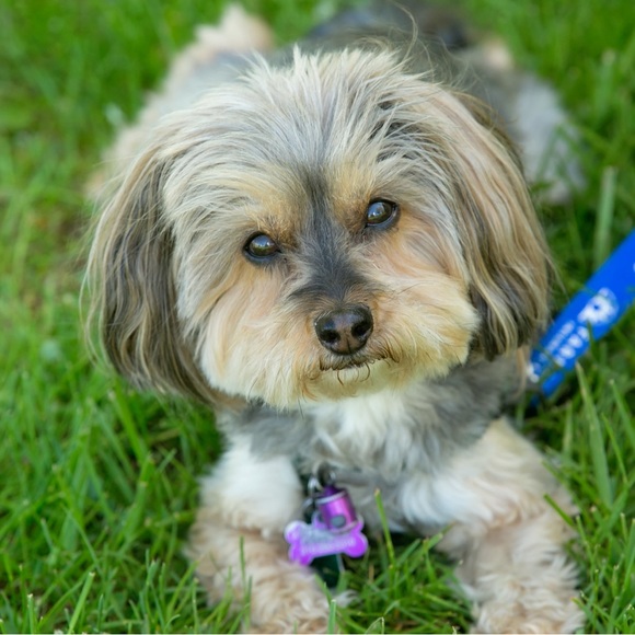 Meet your Posher, Laura - Picture 1 of 1